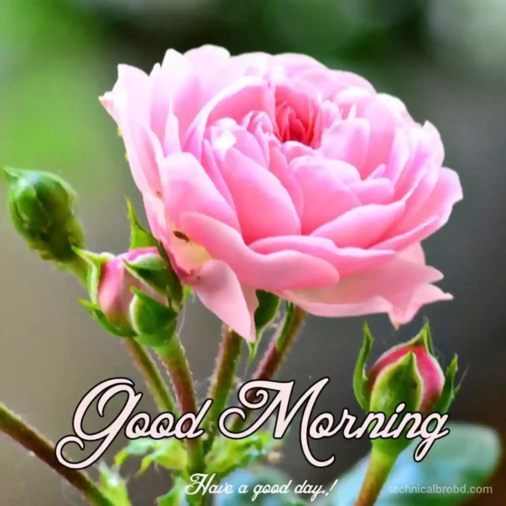 Beautiful Flower Garden Good Morning Image | Best Flower Site
