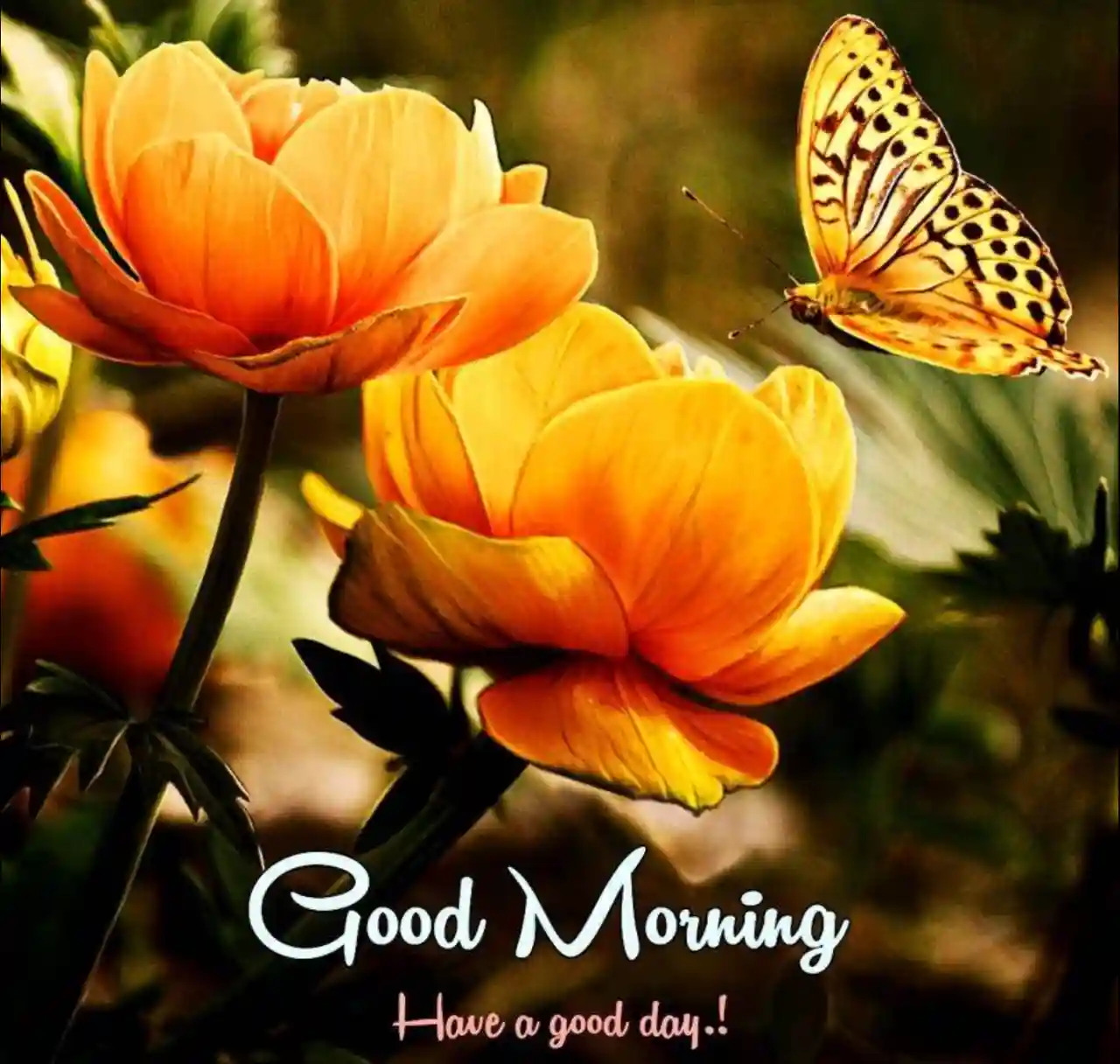 Good Morning Images With Flowers 2024 | Flower Beautiful Good Morning ...