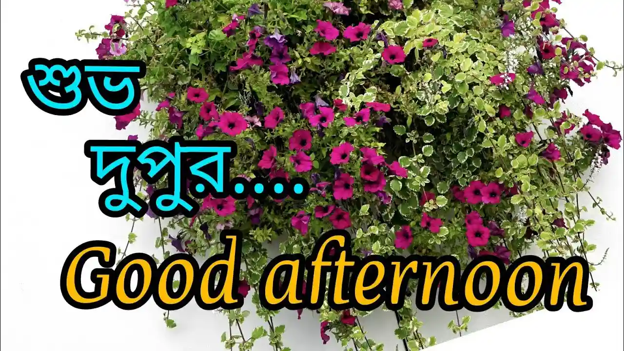 শুভ দুপুর বেলার শুভেচ্ছা ছবি - শুভ দুপুর রোমান্টিক ছবি