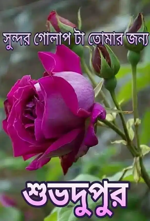 শুভ দুপুর বেলার শুভেচ্ছা ছবি - শুভ দুপুর রোমান্টিক ছবি