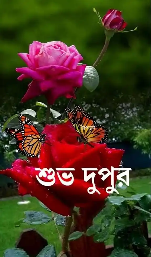 শুভ দুপুর বেলার শুভেচ্ছা ছবি - শুভ দুপুর রোমান্টিক ছবি