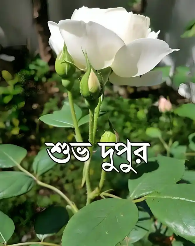 শুভ দুপুর বেলার শুভেচ্ছা ছবি - শুভ দুপুর রোমান্টিক ছবি